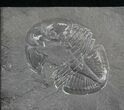 Double Pseudogygites Trilobite Plate #4571-2